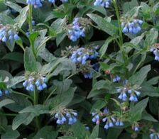 Comfrey