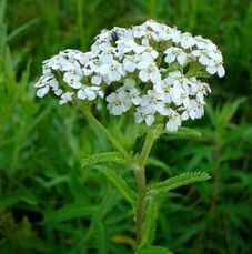 Yarrow Tare Da Arthrosis